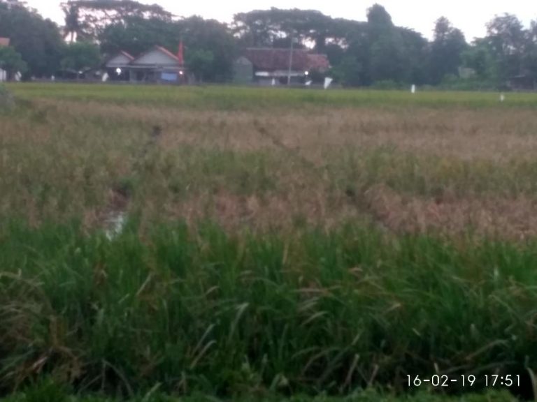 Ratusan Hektare Sawah di Desa Suka Makmur Terancam Gagal Panen