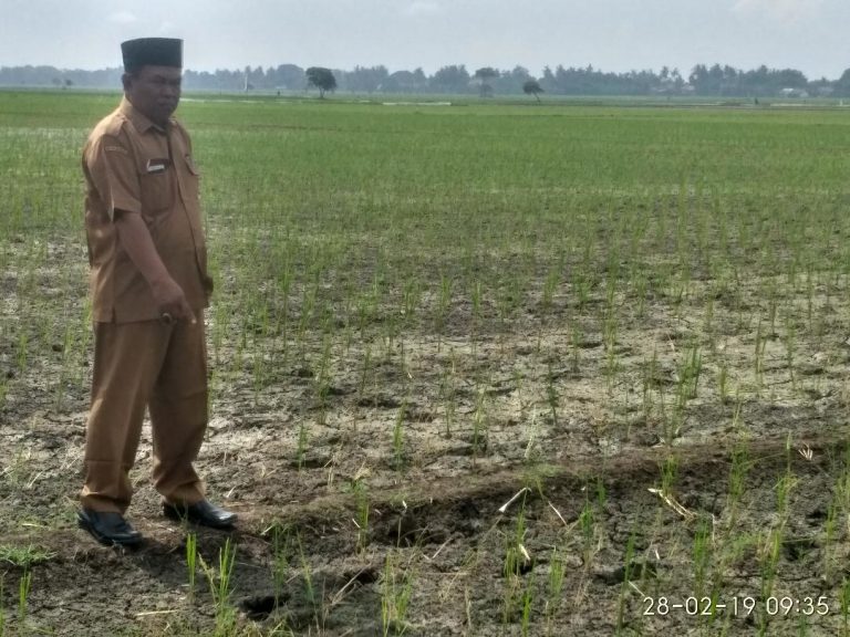 Ratusan Hektare Lahan Persawahan Desa Jaya Bakti Kekeringan, Petani Resah