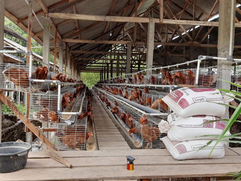 NTB Mandiri Telur & Daging Digenjot. Peluang Ternak Ayam Petelur Masih Terbuka 1