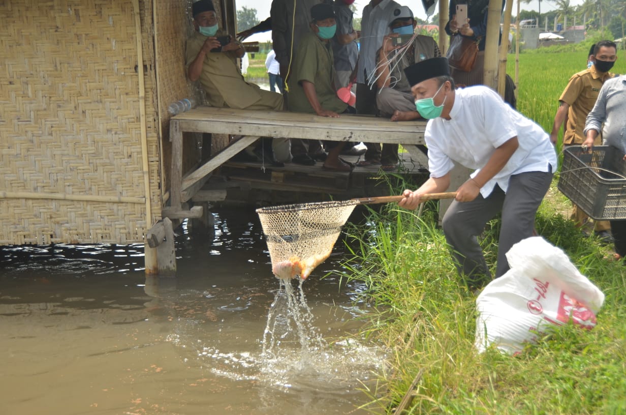 Bengkel Lombok Barat Panen Raya Ikan