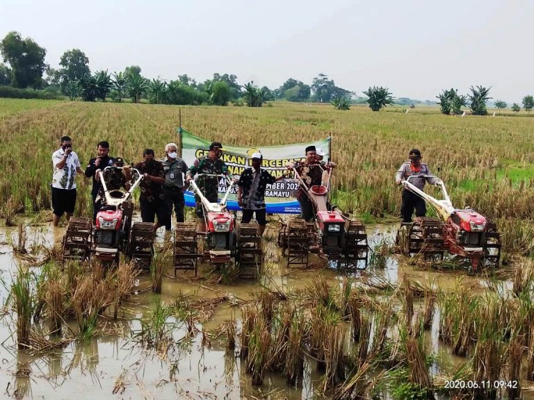 Kabupaten Indramayu ,Sebagai Lumbung Padi 1