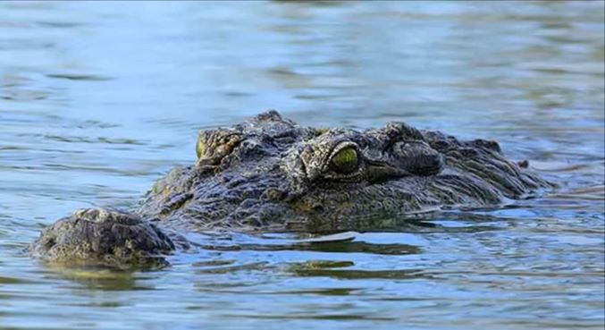 Buaya Liar Buat Resah Warga Ngambur