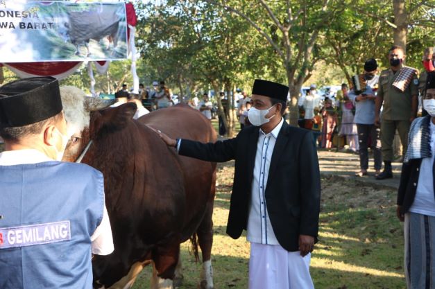 Untuk NTB, Sapi Lokal Lombok Timur jadi Pilihan Jokowi 3