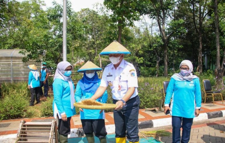 Panen Padi Perdana di Walkot Farm Jakarta Utara 1