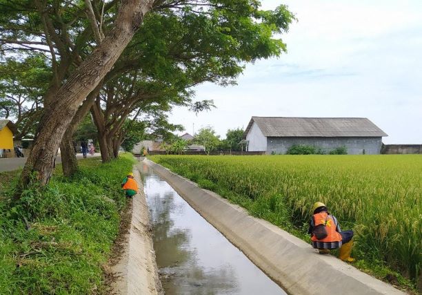 Demi Kelanjutan Ketahanan Pangan BBSC3 Rampungkan Rehabilitasi Jaringan Irigasi D.I Ciujung yang Mengairi Area Persawahan di Kawasan Lumbung Pangan Banten 2