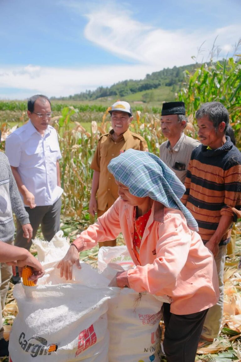 Bupati Humbahas Panen Jagung bersama Poktan Martabe dan Tunas Baru 1