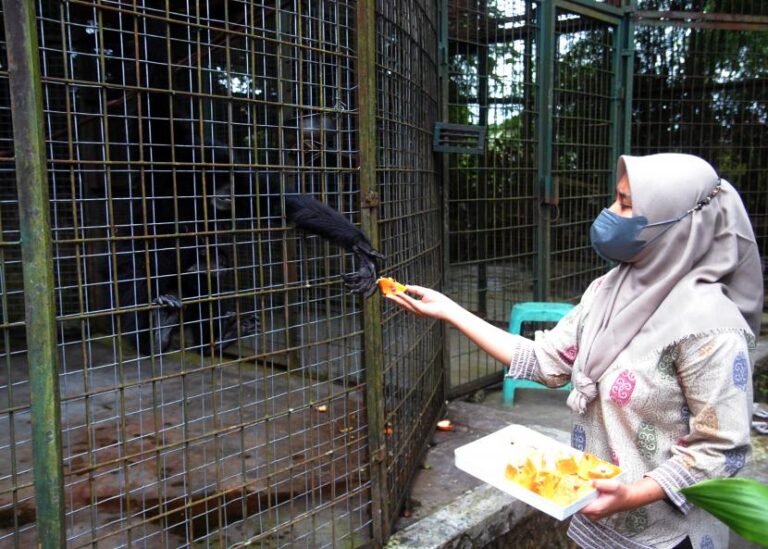 Pegiat Lingkungan Hidup WCS, Irma Hermawati Mendukung Pemerintah Memperkuat Perlindungan Satwa Liar di Indonesia 1