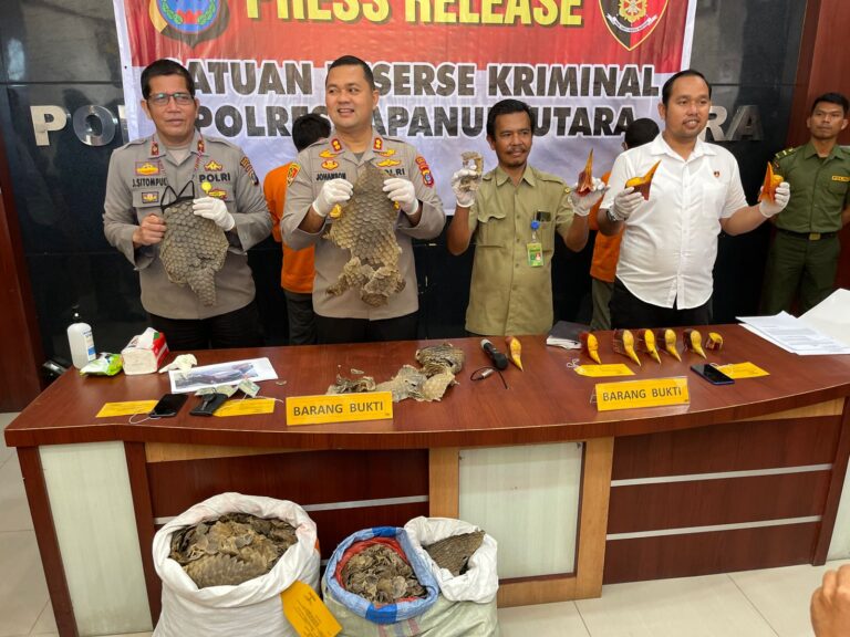 Satreskrim Polres Taput Tangkap Pelaku Jual Beli Sisik Trenggiling 1