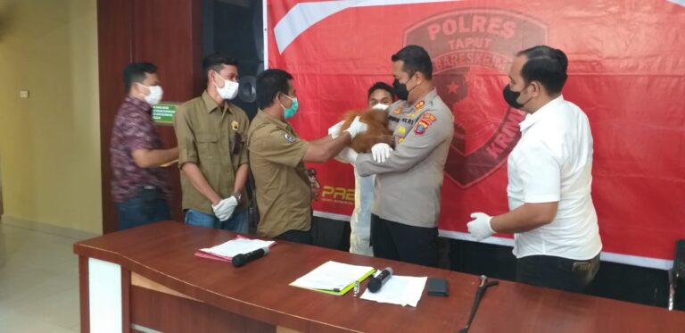 Satu Individu Pongo Tapanuliensius di Serahkan Polres Taput ke BKSDA 2