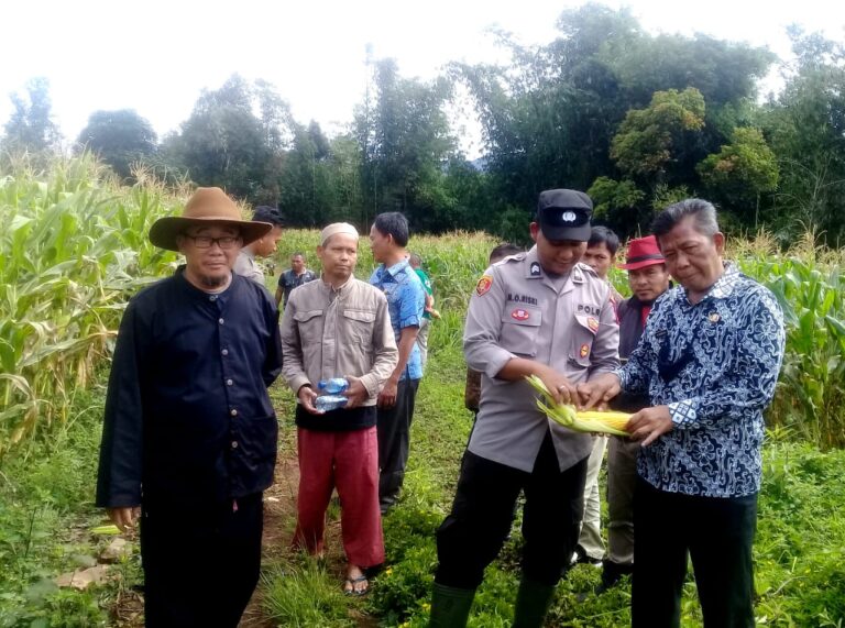 Kades Cisarua Laksanakan Panen Raya Jagung Dihadiri Camat serta Kapolsek 1