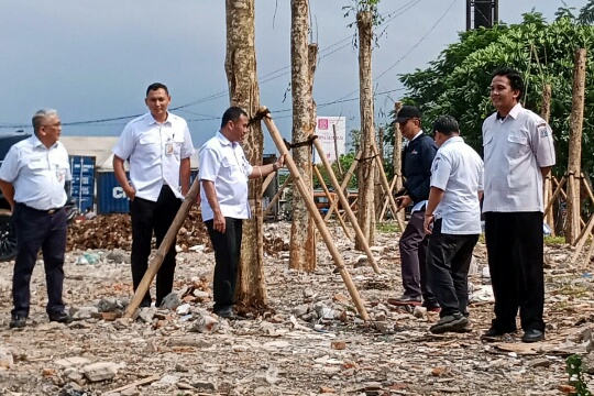 Puluhan Pohon Pelindung Jenis Spathodea Akan Hijaukan Jalan Pluit Karang Karya 6