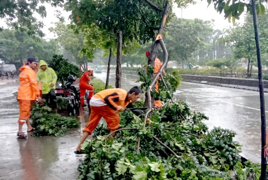 Pohon Sempal di Kelurahan Kelapa Gading Timur Cepat Diatasi Petugas