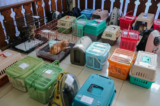 Tekan Populasi, 126 Ekor Kucing Disteril di Kantor Walikota Jakarta Utara