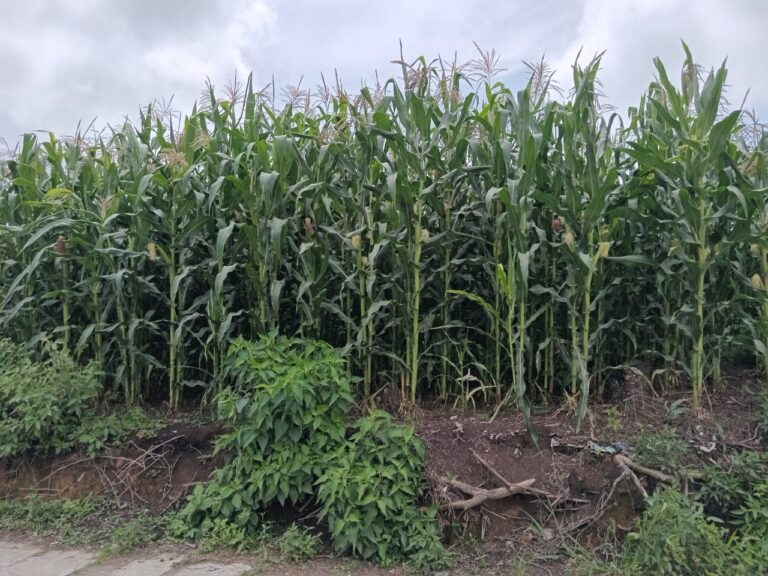 Galakkan Penanaman Jagung, Ekonomi Petani Meningkat Di Humbahas