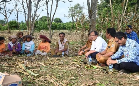 Pertanaman Jagung Telah Membudidaya di kabupaten Humbang hasundutan 3
